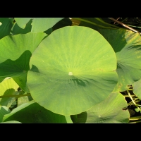 Lotus, Nelumbo Nucifera (fam Nymphaeacees) (Asie, Indonesie) (3)